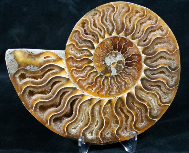 Beautiful Split Ammonite (Half) #5506